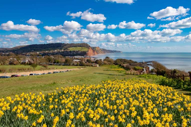 Daffodils at Sidmouth South Devon