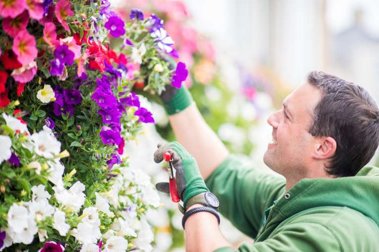 Gardener Pruning Hanging Basket