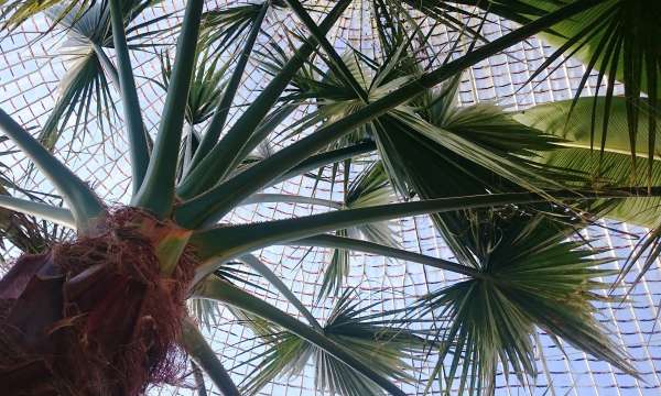 Bicton Botanical Gardens Glasshouse