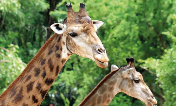 Giraffes with Trees in Background