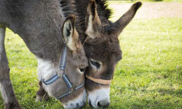 Donkey Sanctuary at Sidmouth